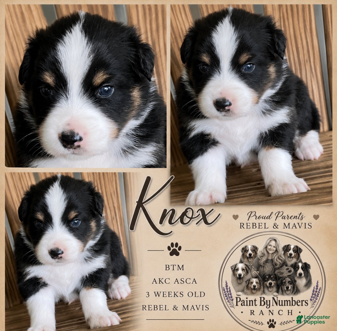 Australian Shepherd dogs Knox  - Ad 5
