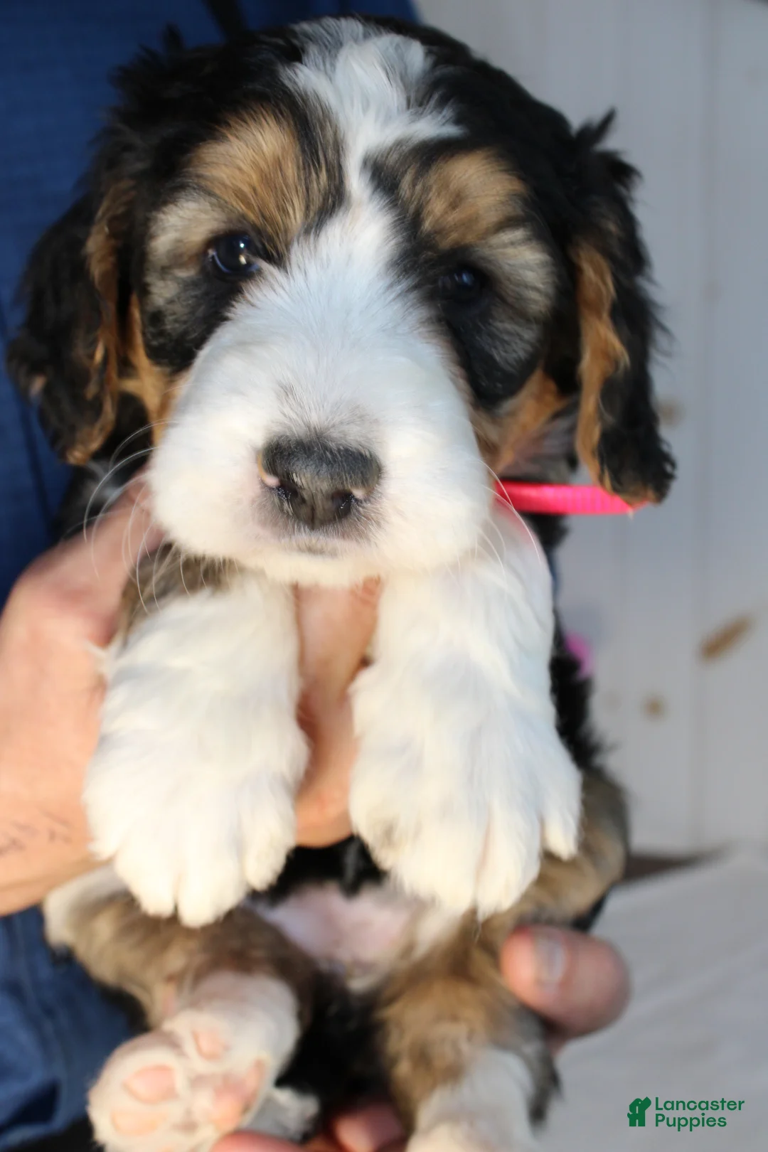 Bernedoodle dogs for sale: Bernedoodle Puppy 5 - Ad 4