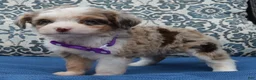 Mini Aussiedoodle dogs for sale: Mini Aspen - Ad 6