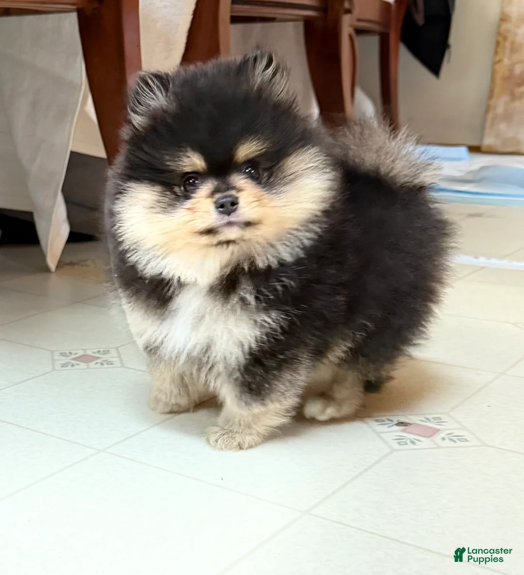 Pomeranian dogs for sale: Cannoli  - Ad 1