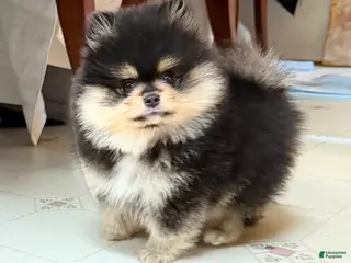 Pomeranian dogs for sale: Cannoli - Ad 2