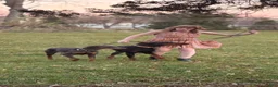 Doberman Pinscher dogs for sale: Lyra - Ad 7