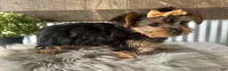 Yorkshire Terrier dogs for sale: Indy - Ad 3