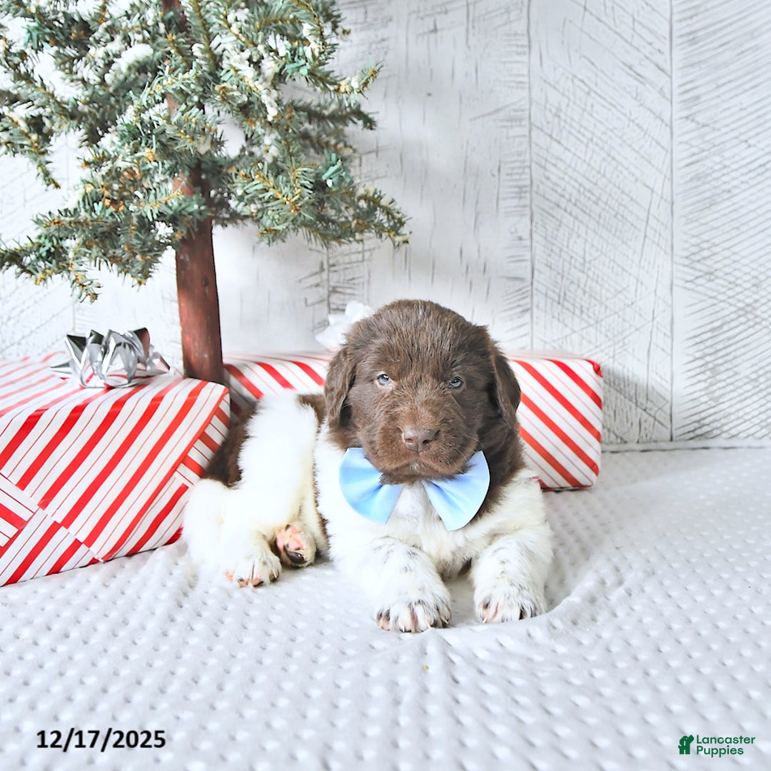 Newfoundland dogs for sale: Ivy - Ad 3