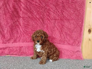 Toy Poodle dogs Charlie - Ad 7