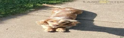 Miniature Dachshund dogs for sale: Felicia - Ad 8