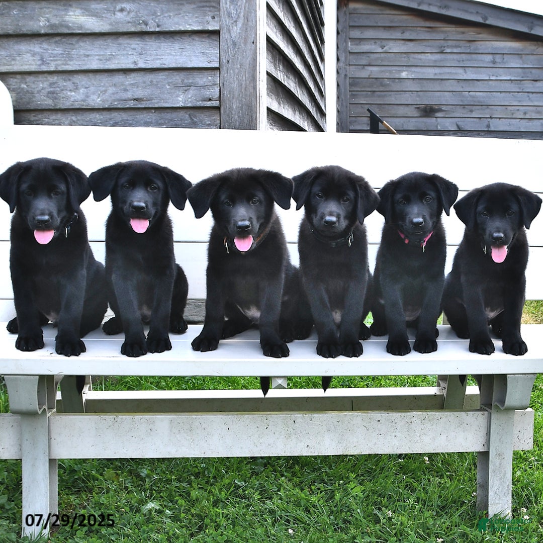 Sheila - Norwegian Elkhound 6 puppies for sale in
