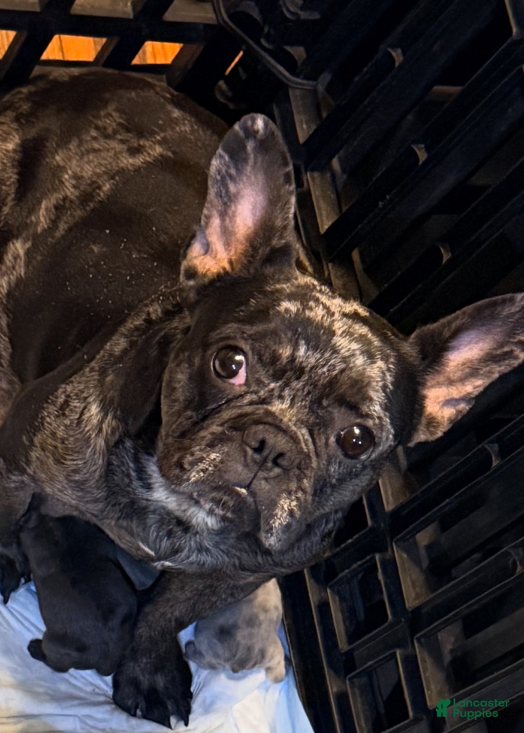 French Bulldog dogs for sale: Bella - Ad 2