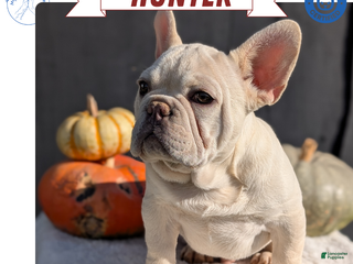 French Bulldog dogs - Ad 19