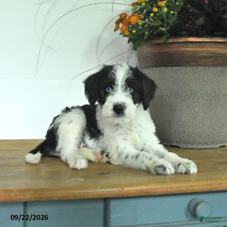 Dixie Mixed Breed for sale in Westminster | Lancaster Puppies