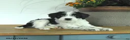 Mixed Breed dogs for sale: Dixie - Ad 2