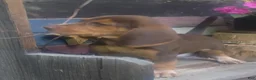 Beagle dogs for sale: JarJar Binx - Ad 5