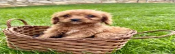 Cavapoo dogs for sale: Callie - Ad 4