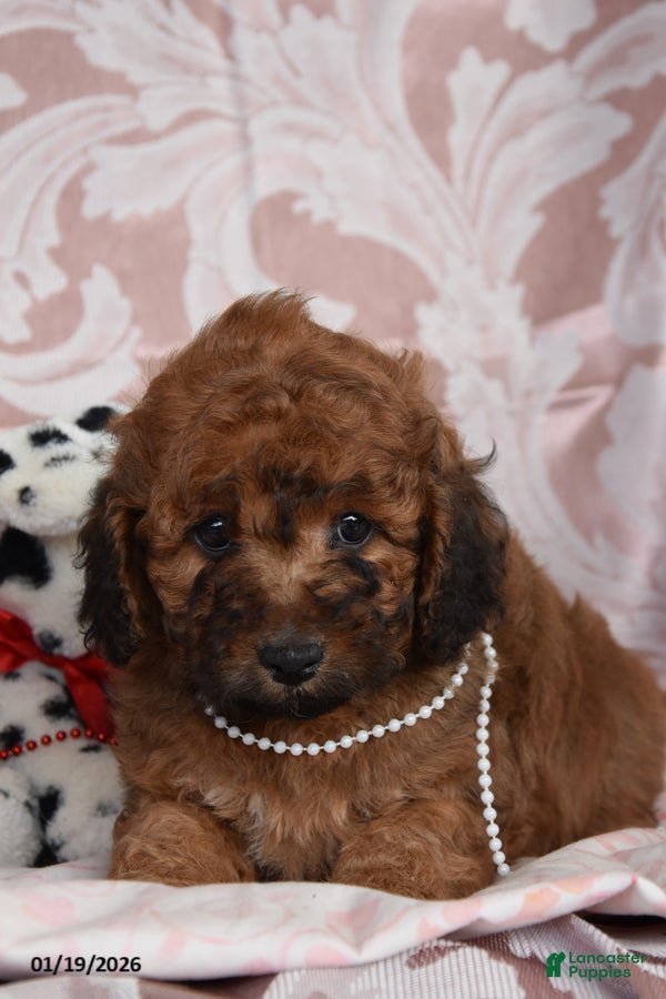 Cockapoo dogs Mary - Ad 37