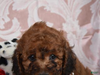 Cockapoo dogs Mary - Ad 34