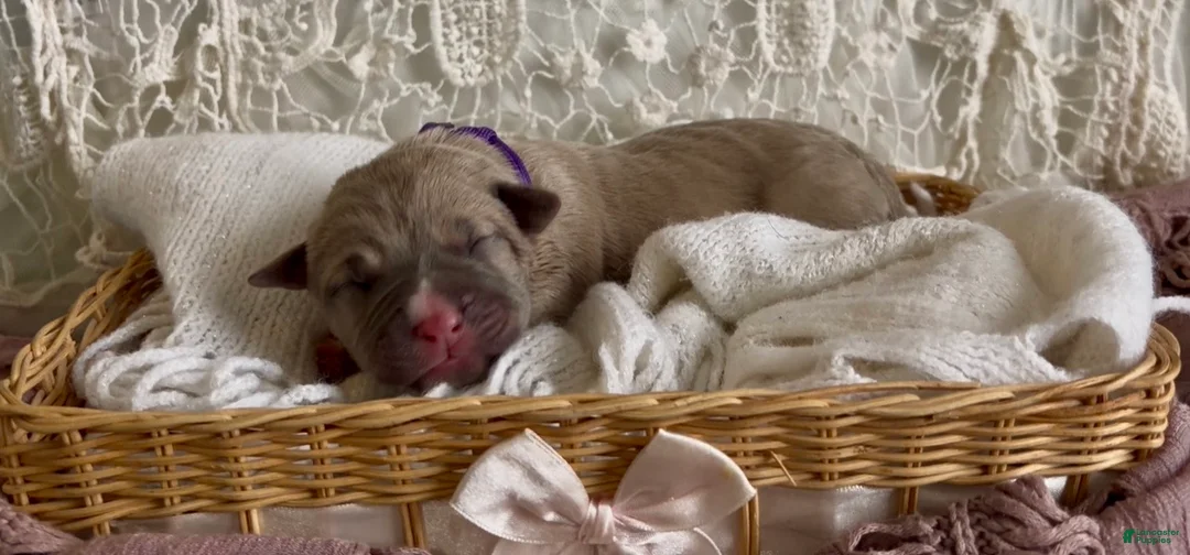 Cane Corso dogs for sale: Cane Corso Puppy 9 - Ad 2