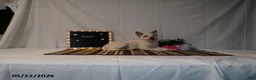 Australian Cattle Dog dogs for sale: Bessy - Ad 3