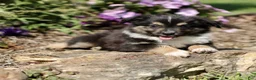 Miniature Australian Shepherd dogs for sale: Tanner  - Ad 3