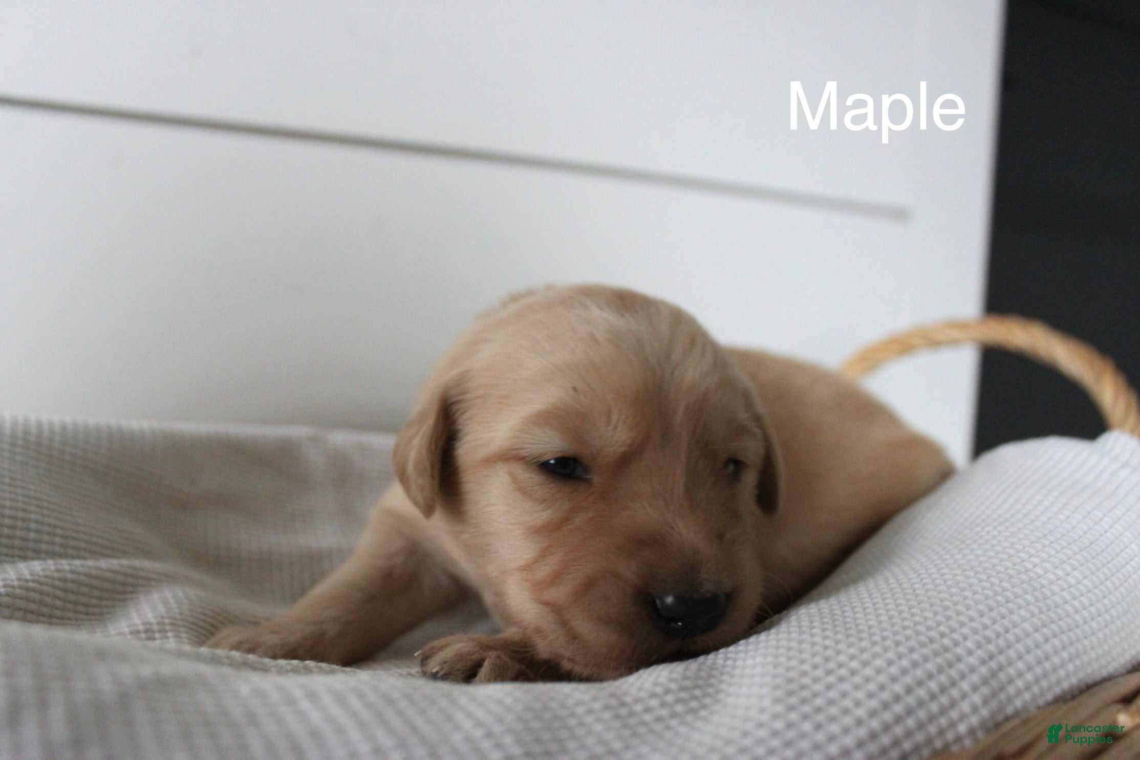 Golden Retriever dogs Maple  - Ad 2