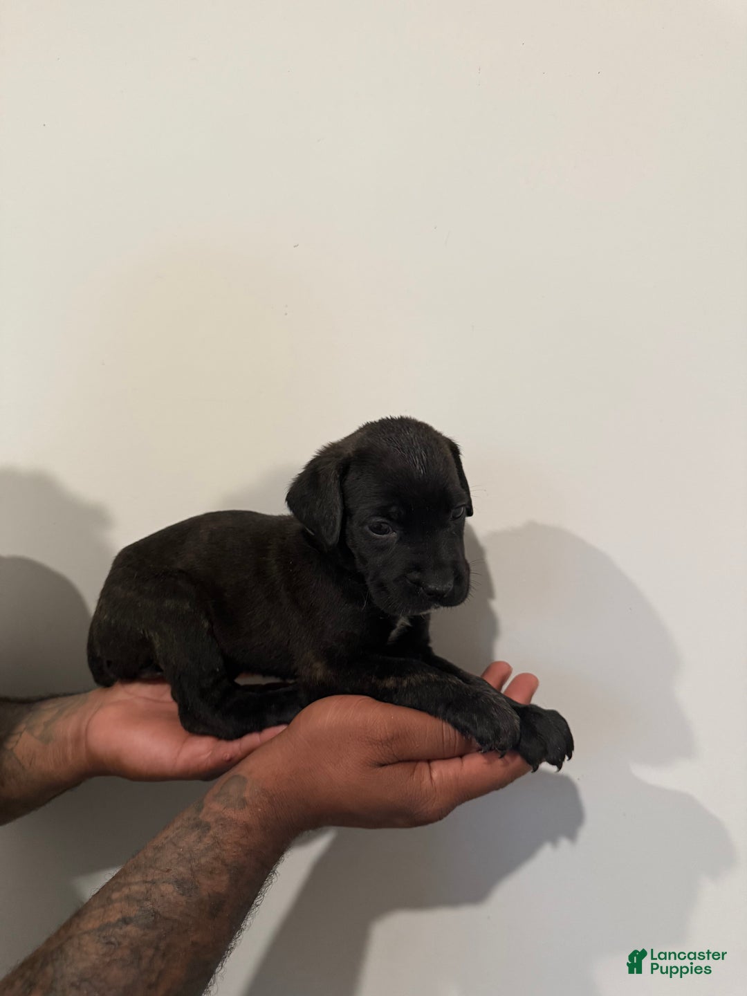 Cane Corso dogs for sale: Xena - Ad 2