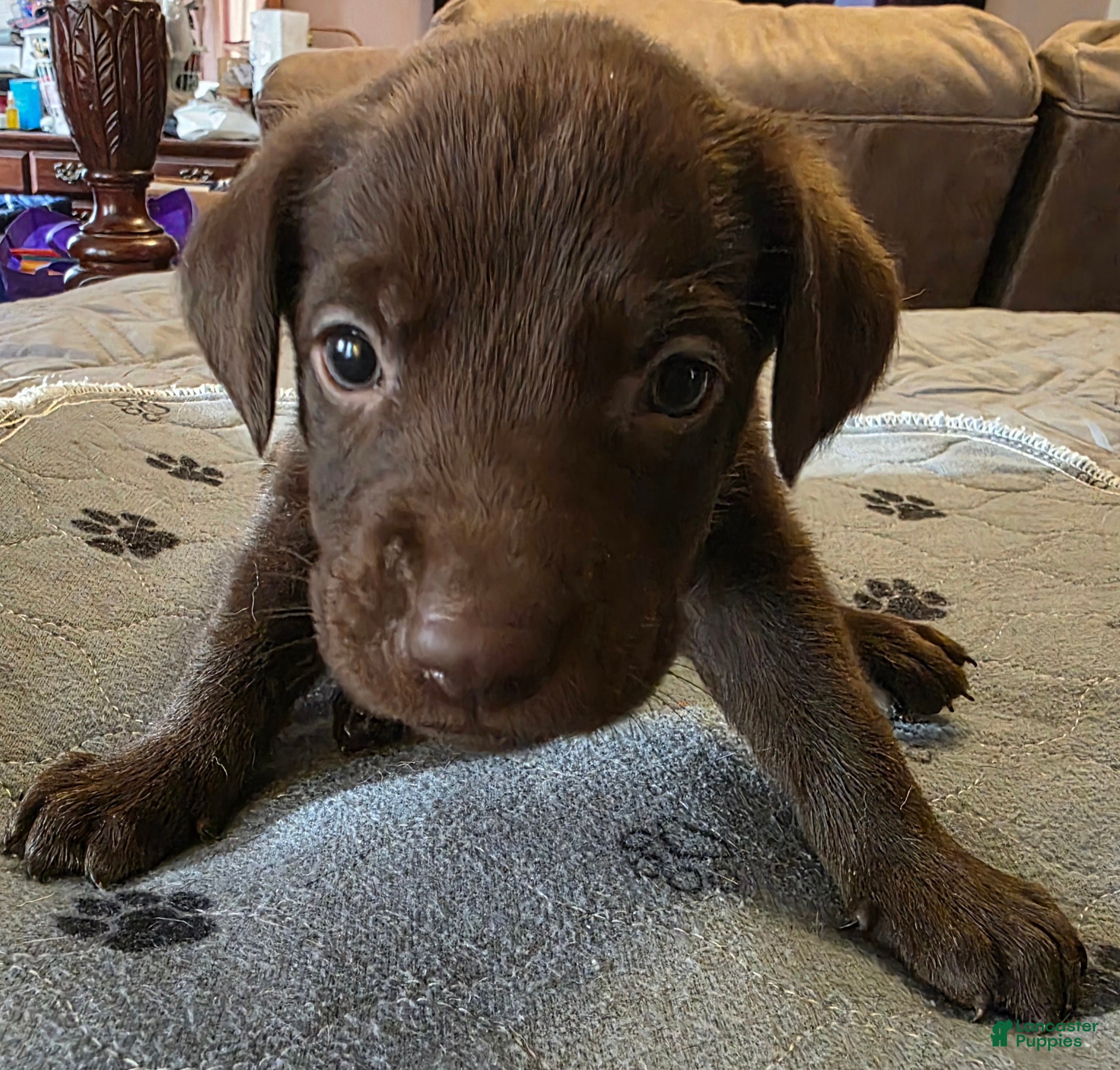 Labrador Retriever dogs L-green  - Ad 1