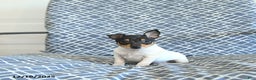 Toy Fox Terrier dogs for sale: Blake - Ad 2