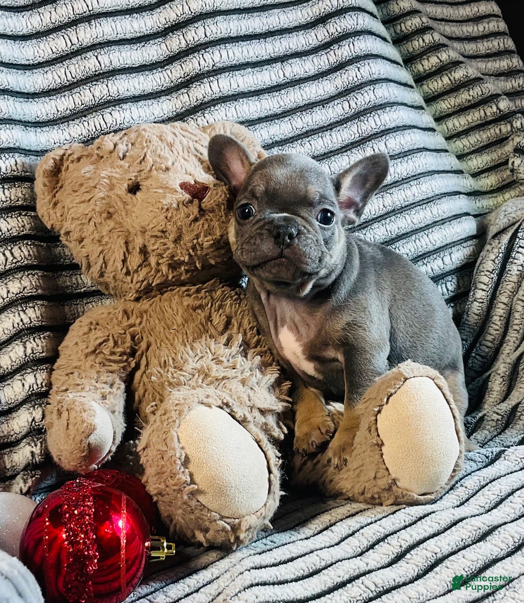 French Bulldog dogs for sale: Stella - Ad 7