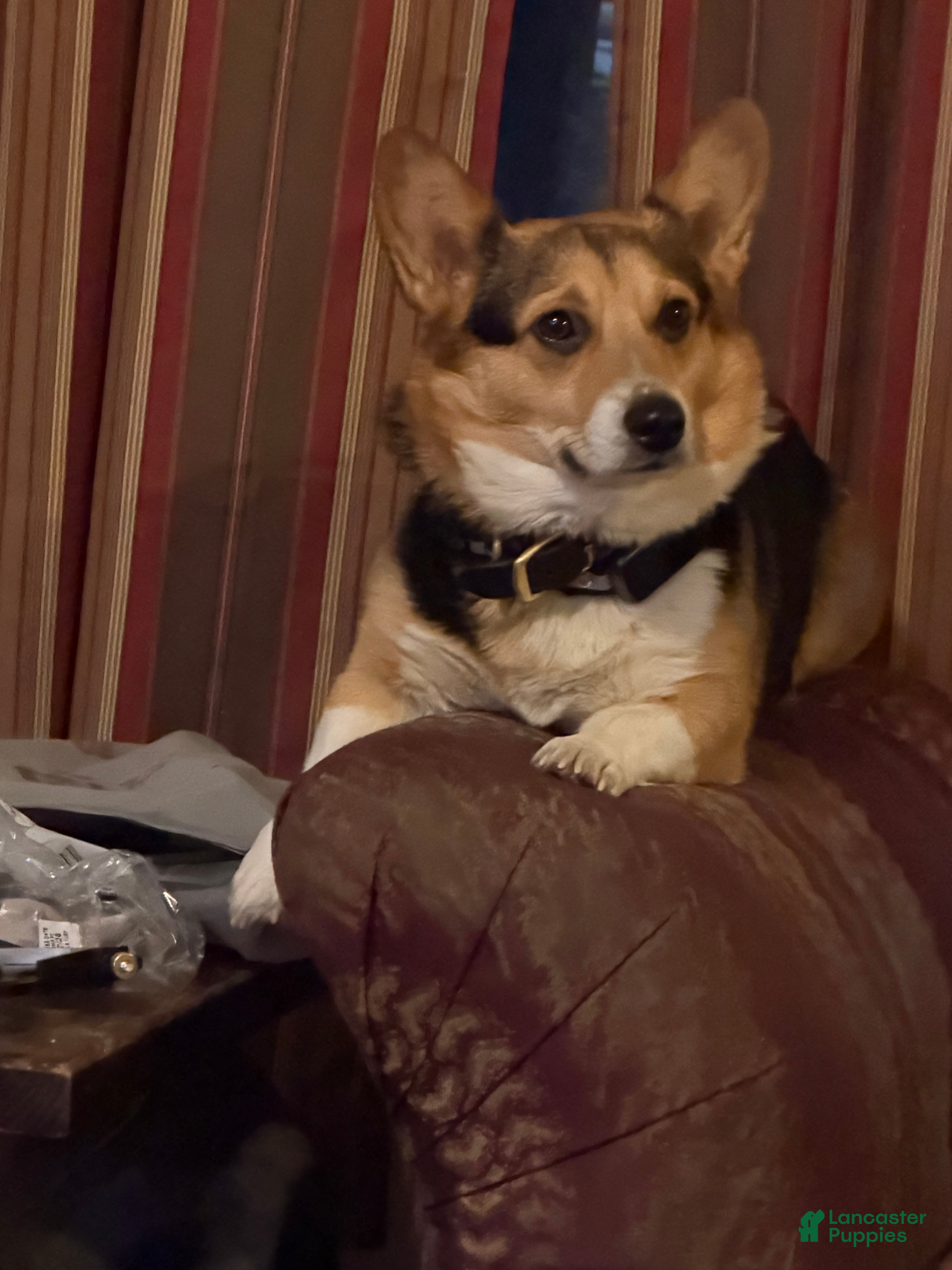 Duke