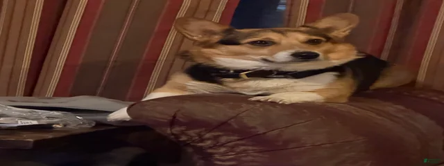 Duke