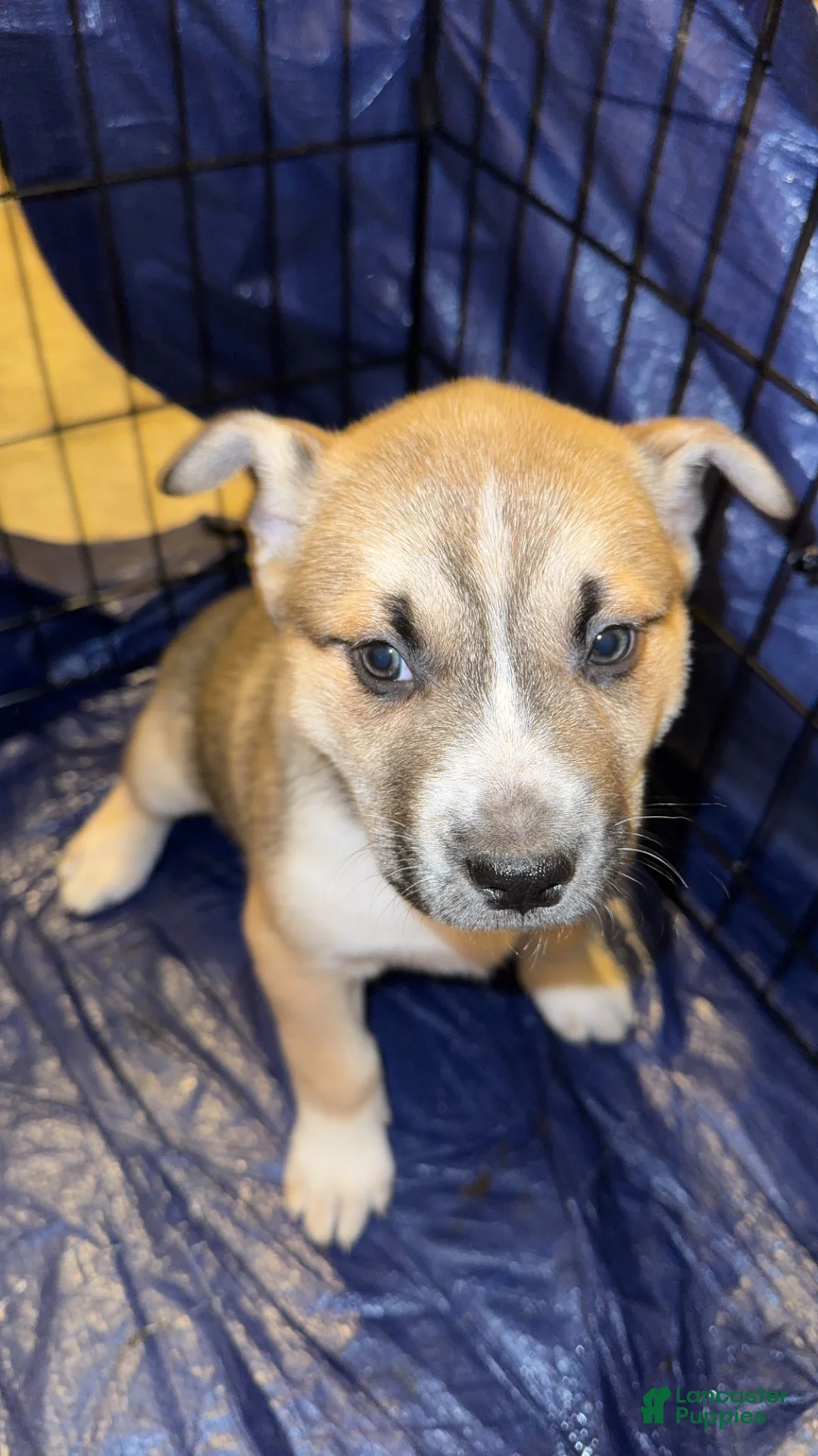 Mixed Breed dogs for sale: Mixed Breed Puppy 2 - Ad 1