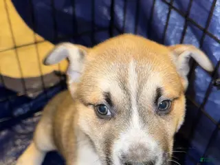 Mixed Breed dogs Mixed Breed Puppy 2 - Ad 15