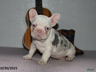 Frenchton dogs Amber - Ad 37