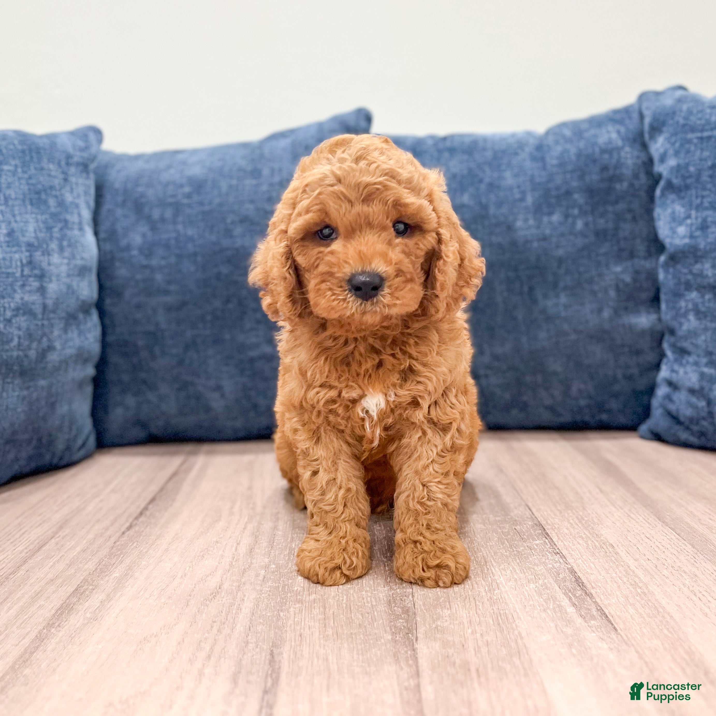 Miniature Labradoodle dogs for sale: Pierre - Ad 3