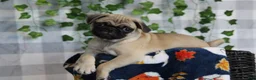 Pug dogs for sale: Glory - Ad 5
