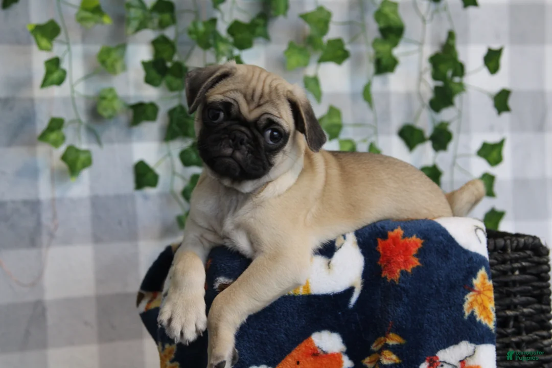 Pug dogs for sale: Glory - Ad 5