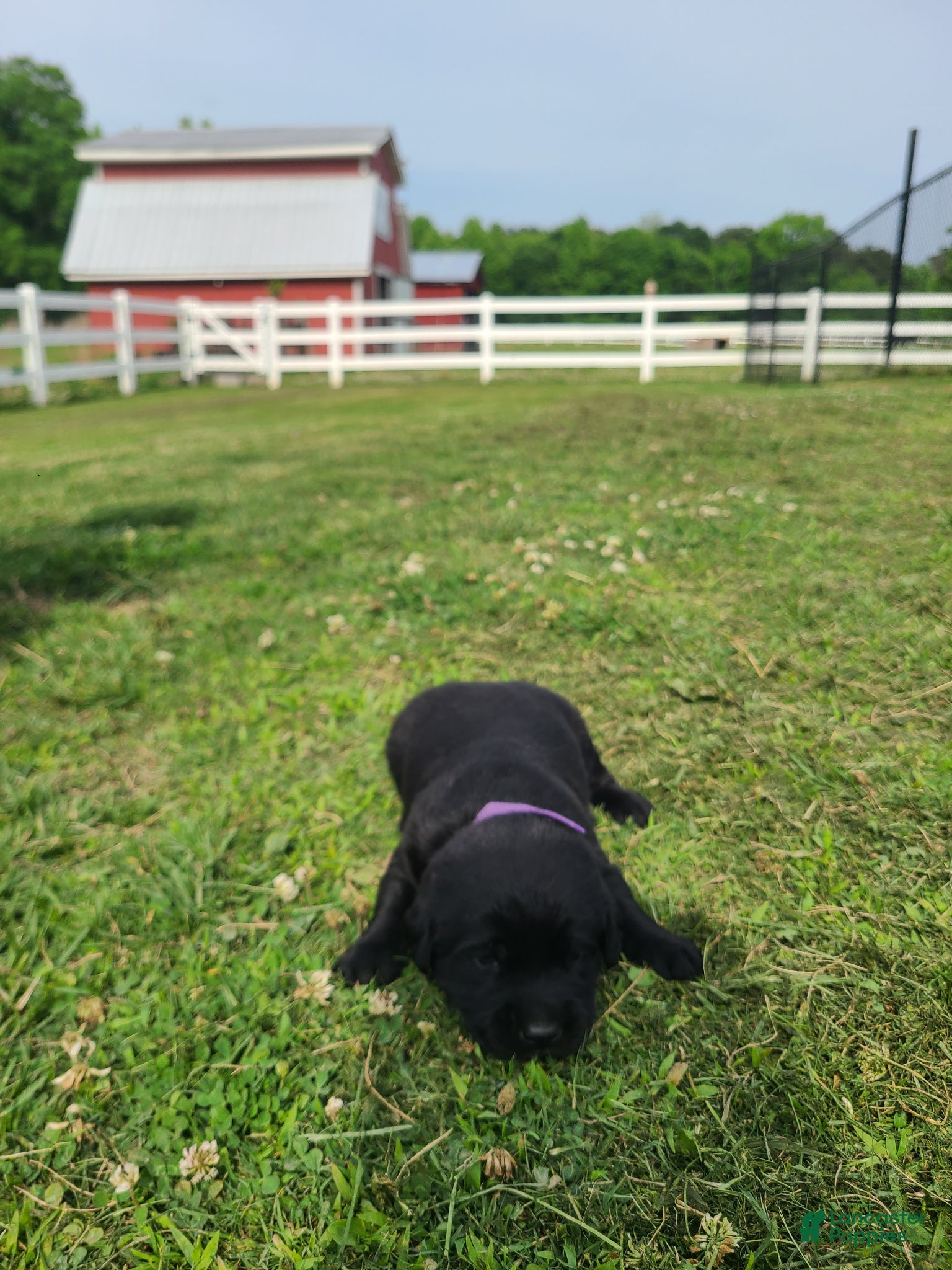 Labrador Retriever dogs Purple Female - Ad 9