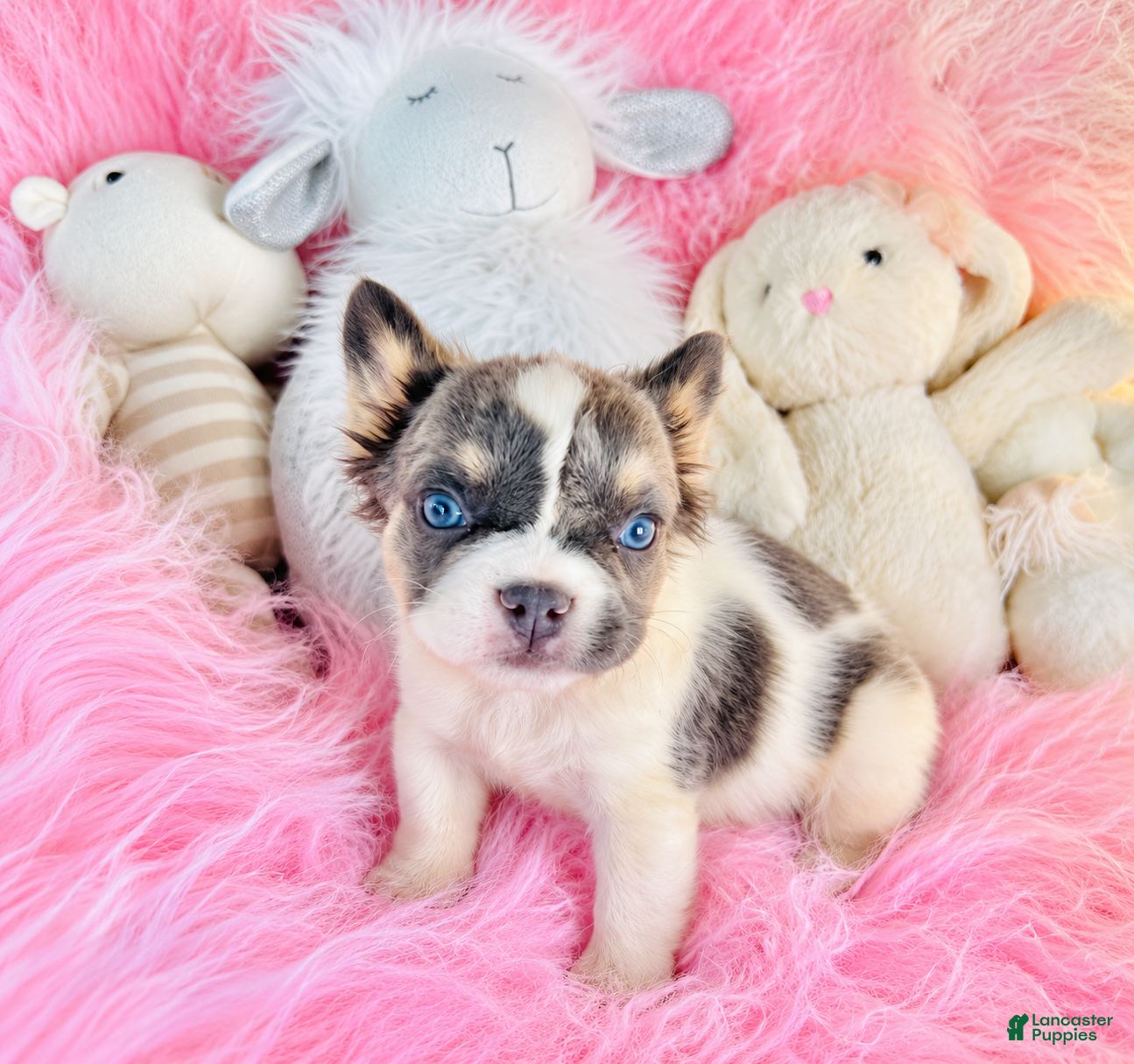 French Bulldog dogs French Bulldog 1 - Ad 1