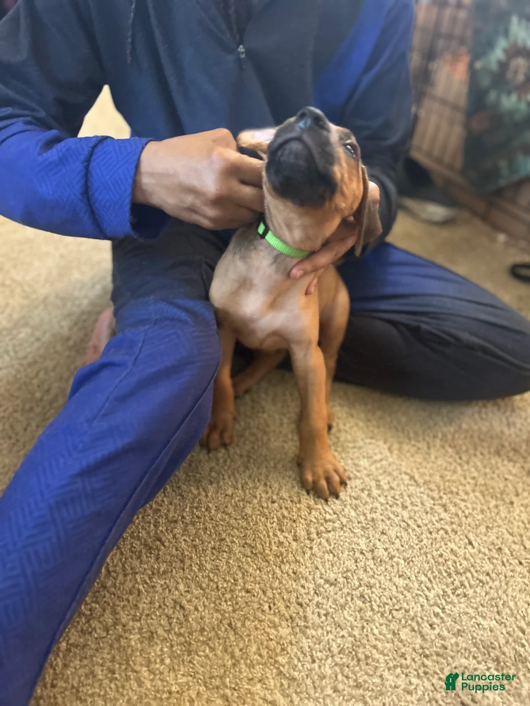 Rhodesian Ridgeback dogs for sale: Rhodesian Ridgeback Puppy 7 Light Green  - Ad 3