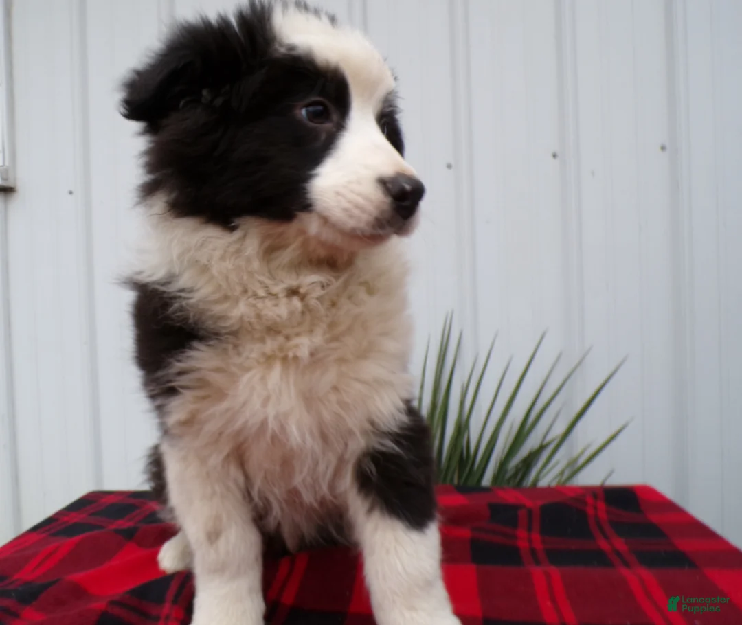 Border Collie dogs for sale: Border Collie Puppy 3 Chuck - Ad 4