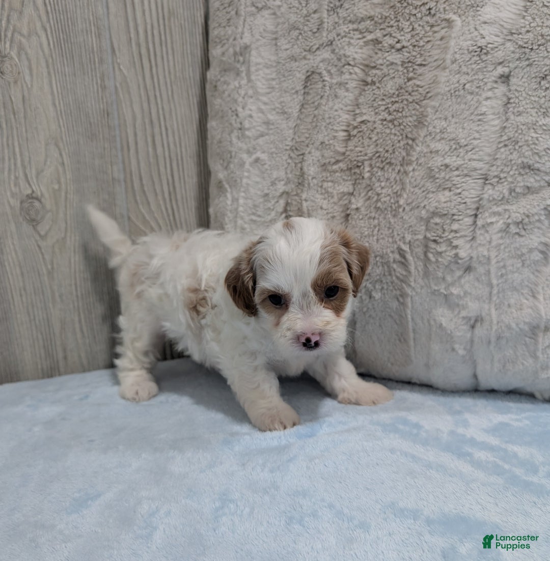 Shihpoo dogs for sale: Sky - Ad 4