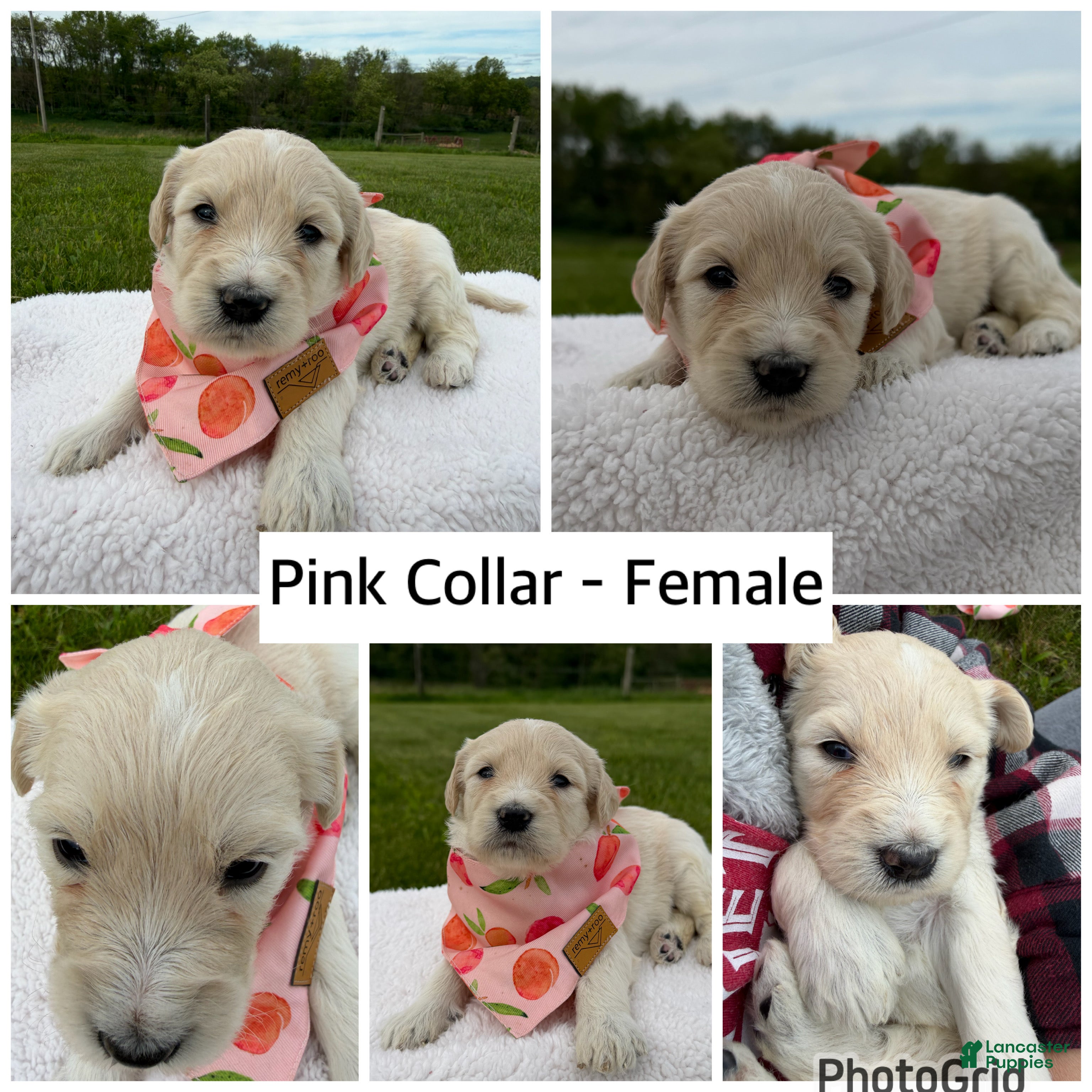 Goldendoodle dogs Goldendoodle Puppy - Pink Collar Female - Ad 12
