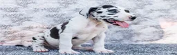 Great Dane dogs for sale: Dirk - Ad 3