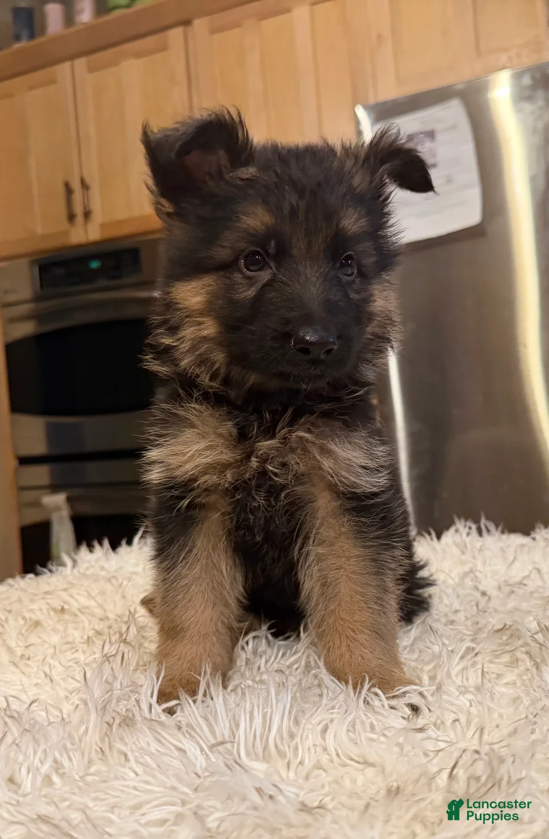 German Shepherd dogs for sale: German Shepherd Puppy 3 - Ad 2
