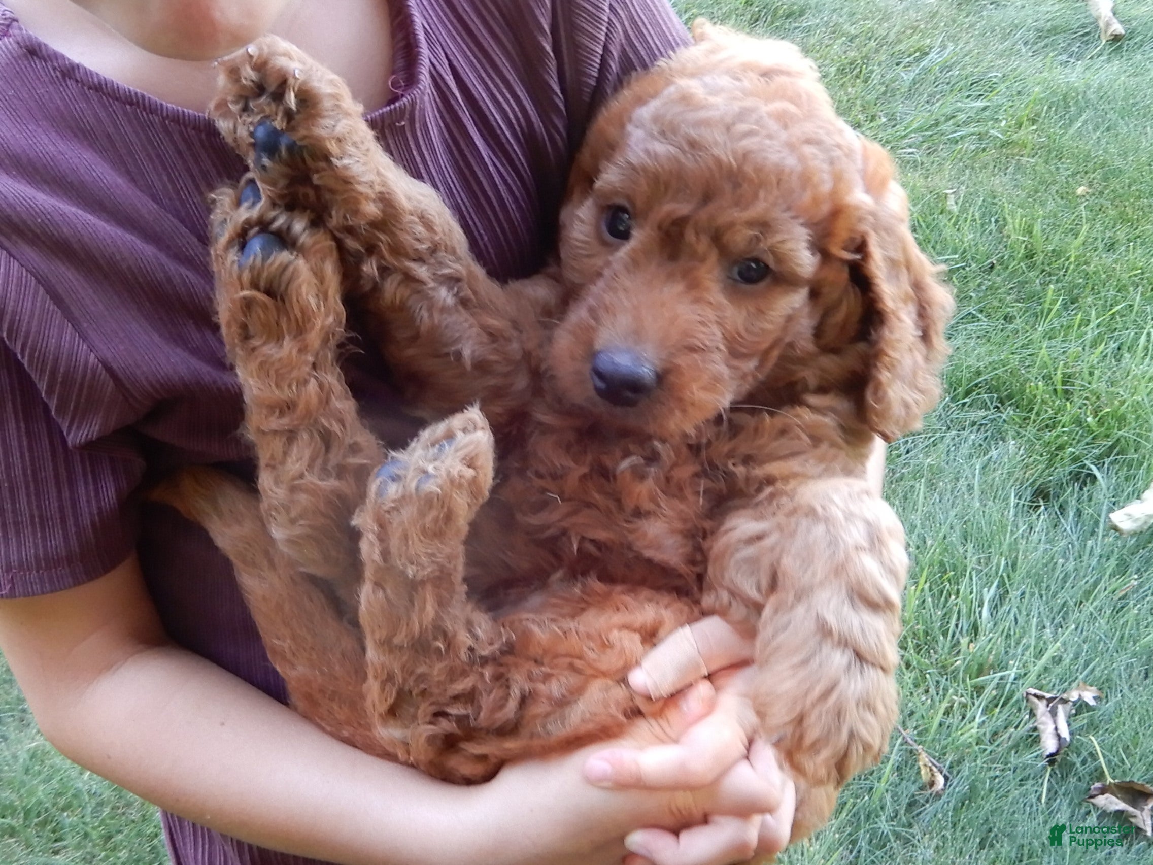 Mini Goldendoodle dogs Gus-MEDIUM - Ad 2