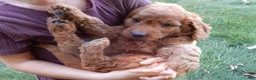 Mini Goldendoodle dogs for sale: Gus-MEDIUM - Ad 2