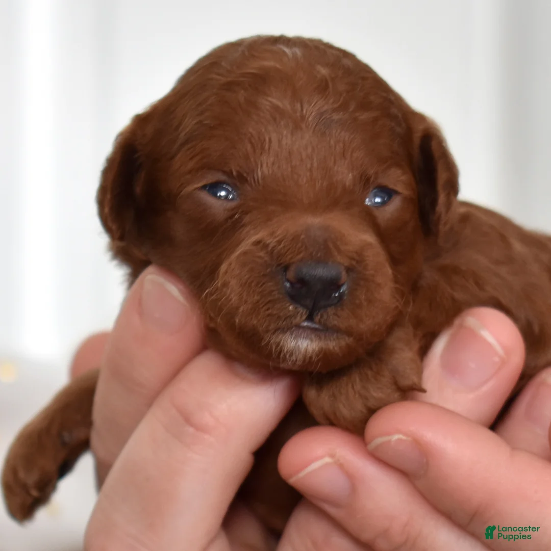 Toy Poodle dogs for sale: Cassie  - Ad 3