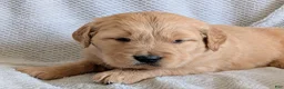 Golden Retriever dogs for sale: Archer - Ad 2