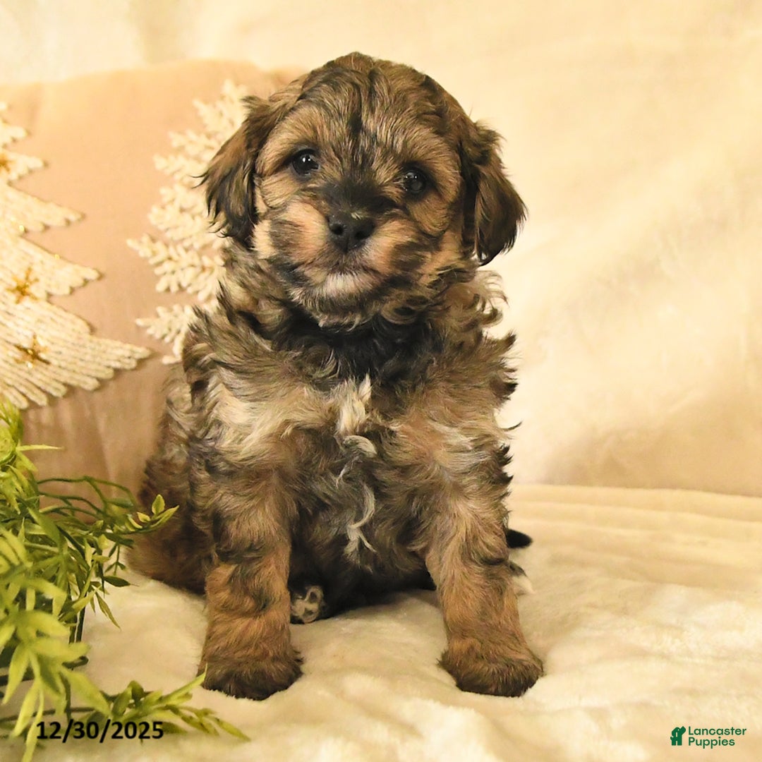 Havapoo dogs for sale: Emily - Ad 2