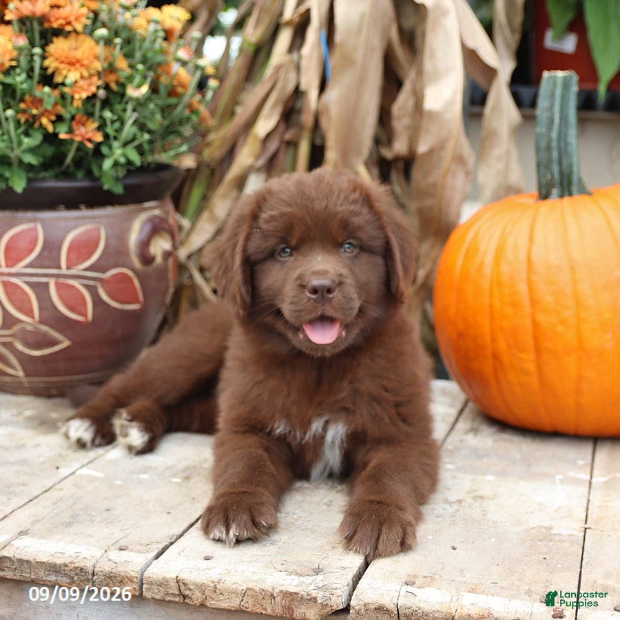 Newfoundland dogs Lacey - Ad 1
