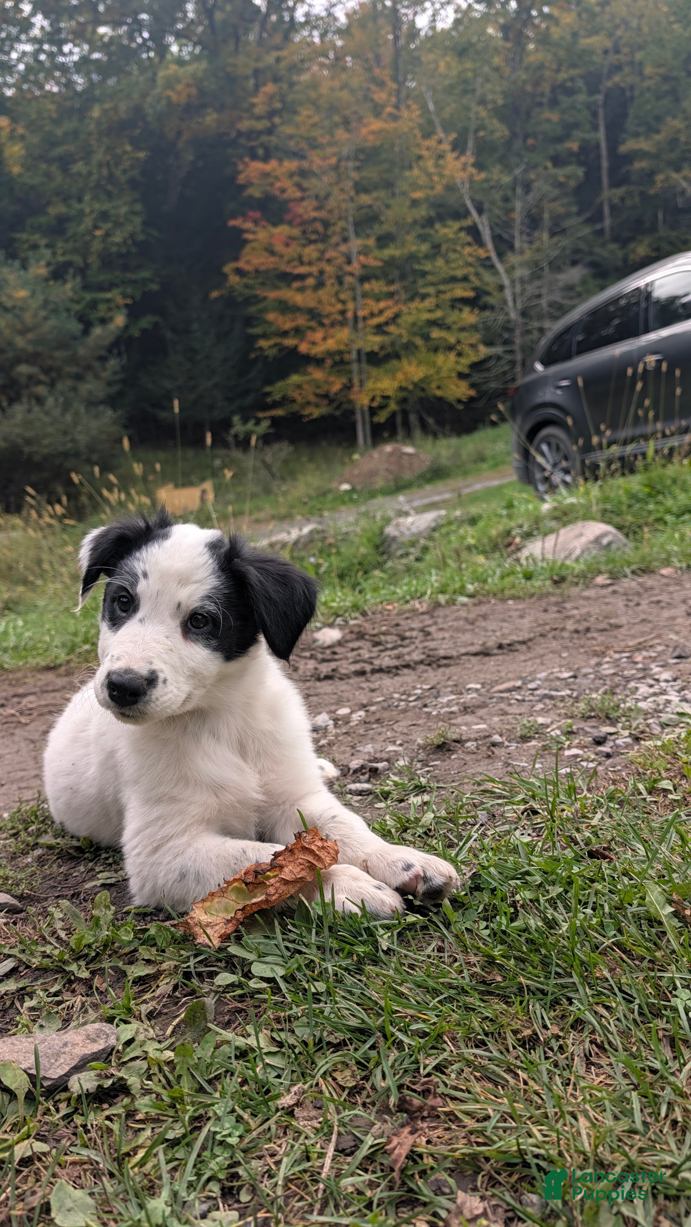 Mixed Breed dogs Badger - Ad 2